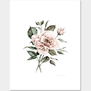 Faded Pink Rose Posters and Art